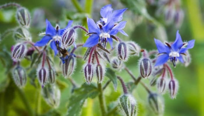 Blue flowers of the borage plant.