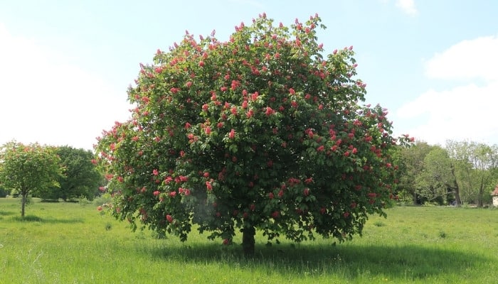 A mature buckeye tree in full bloom in a field.