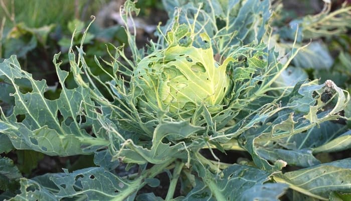 A cabbage with skeletonized leaves due to cabbage worms.