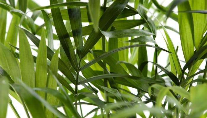 Up-close look at the leaves of the cat palm tree.