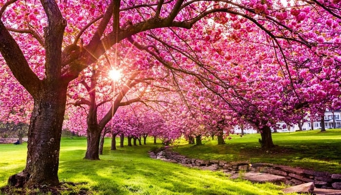 Cherry trees in full bloom lining a path.