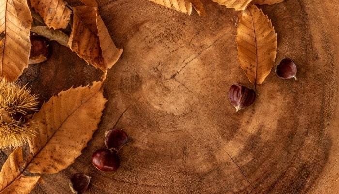 Close-up of a chestnut log.