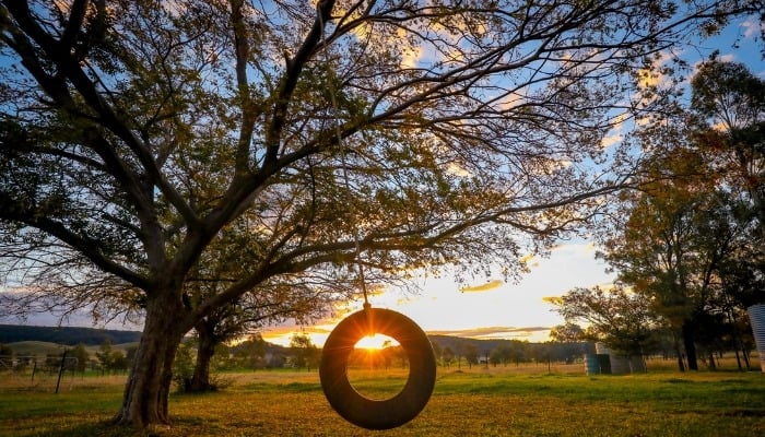 A Chinese elm tree with a tire swing hanging from it against a lovely sunset.