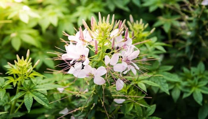 The delicate, intricate flower of the cleome plant.