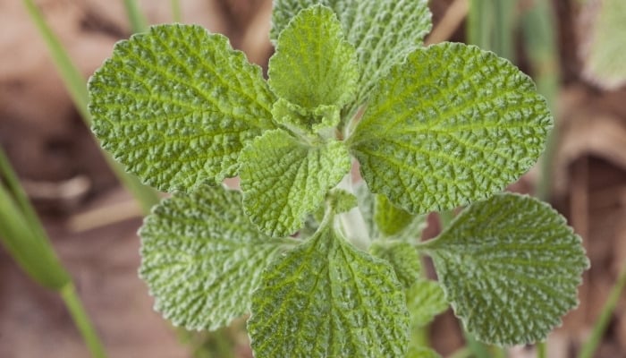 A stalk of common horehound viewed from above.
