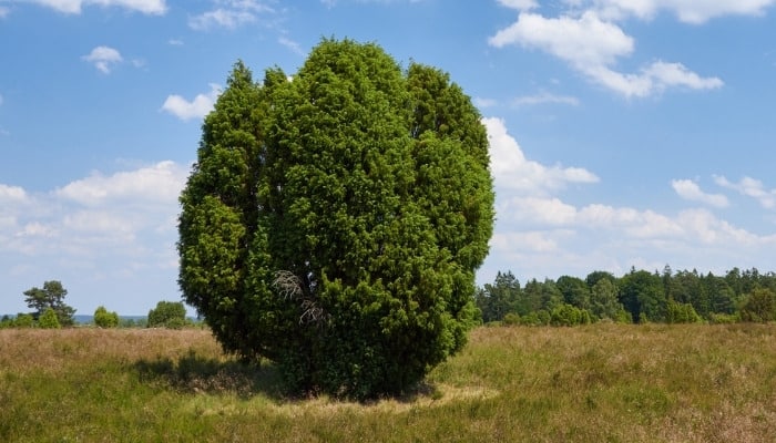 A large, solitary common juniper tree in a field.