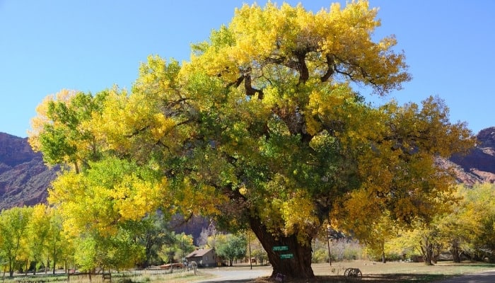 A mature cottonwood tree just starting to display fall foliage.