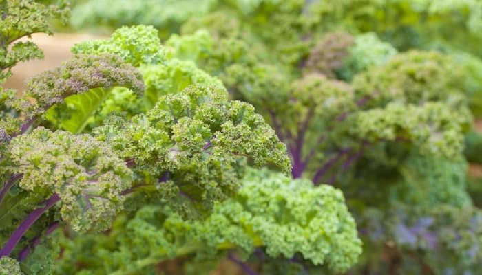 Several healthy kale plants ready to be harvested.