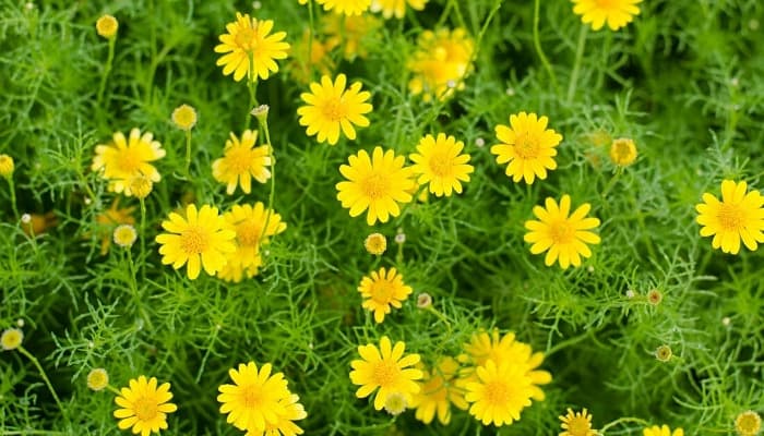 Dahlberg daisies in full bloom.