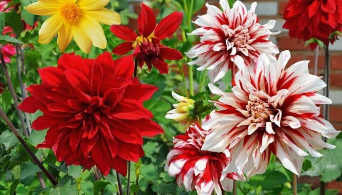 Several varieties of brightly colored dahlia flowers.