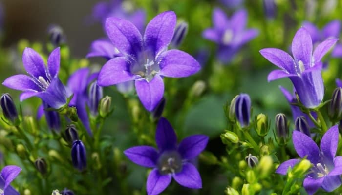 Pretty blue dalmatian bellflowers.