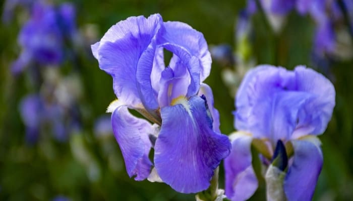 Two Dalmatian iris flowers blooming outdoors.