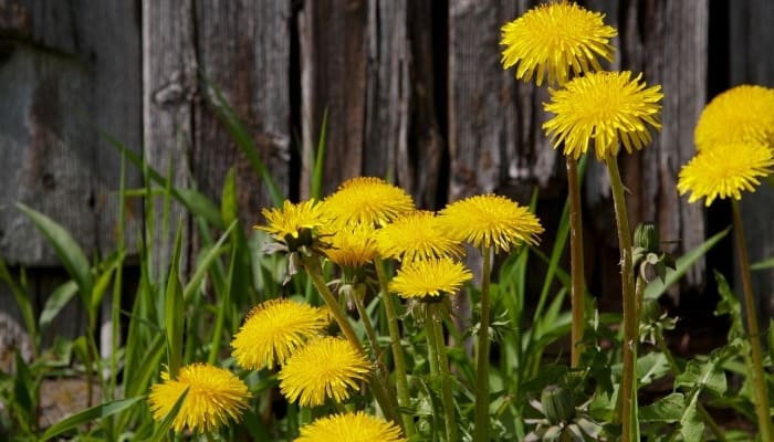 Dandelions growing and blooming along a wood fence.