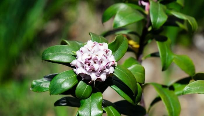 A light purple flower on a Daphne shrub.