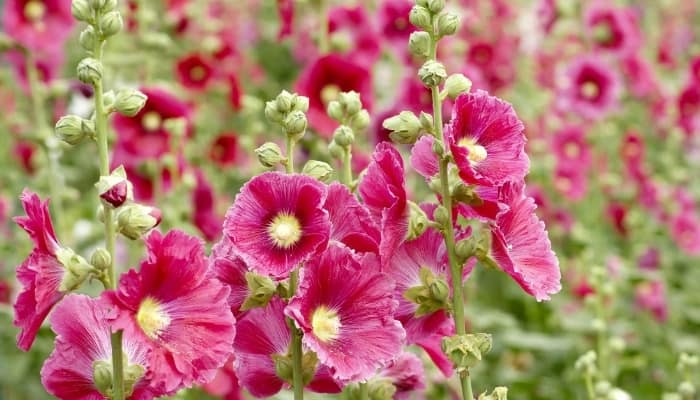 Deep, dark pink flowers of a hollyhock plant.