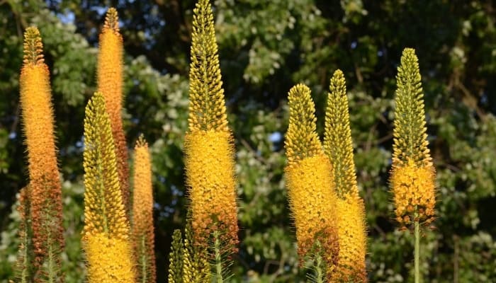 Tall yellow spikes of desert candle flowers.