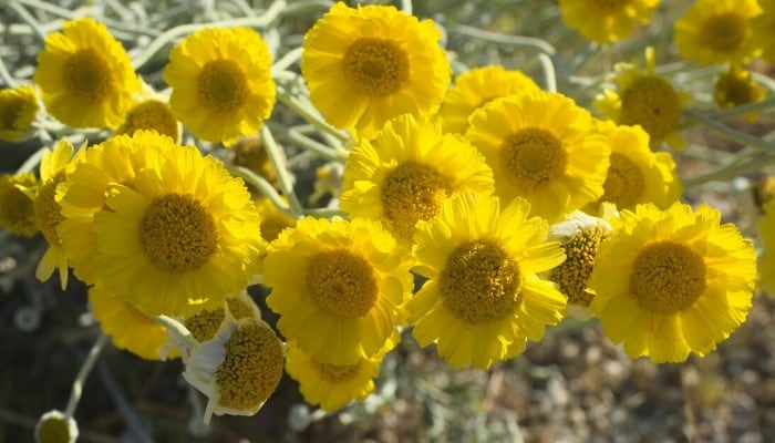 Multiple flowers of the desert marigold plant.