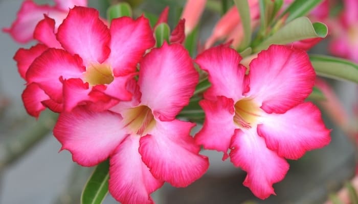 Beautiful pink desert rose flowers.