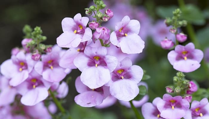 Light-purple flowers of a Diascia plant.