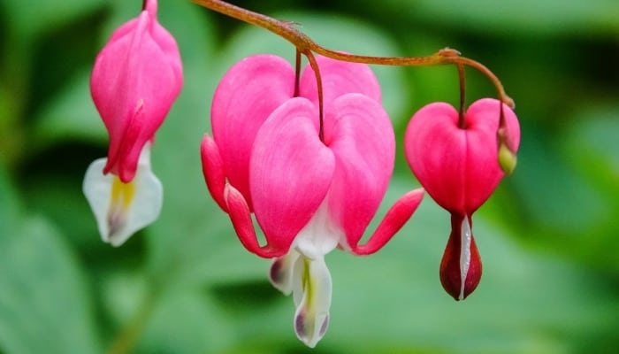 Dicentra, or bleeding heart, flowers in full bloom.