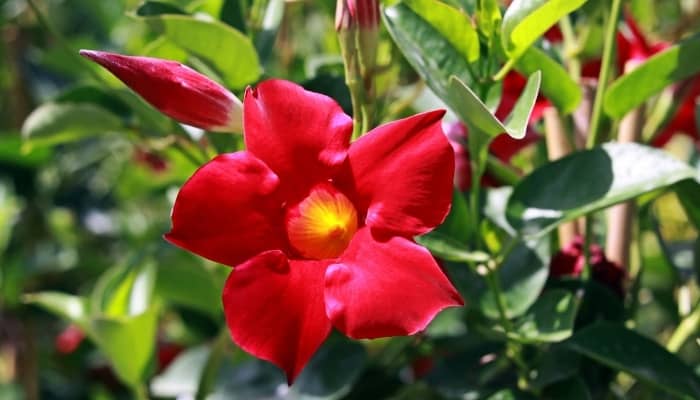 A bright red bloom on a mandevilla plant.