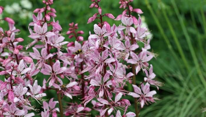 Pink spikes of dittany flowers.