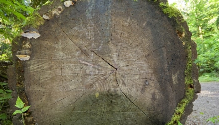 A large log from a Douglas fir tree.
