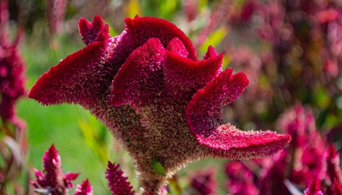 Close-up look at the burgundy bloom of the dragon flower.