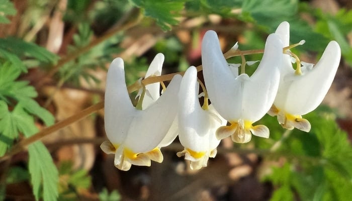 White flowers from the Dutchman's breeches plant.