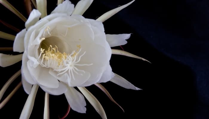 A striking white Dutchman's pipe cactus flower.