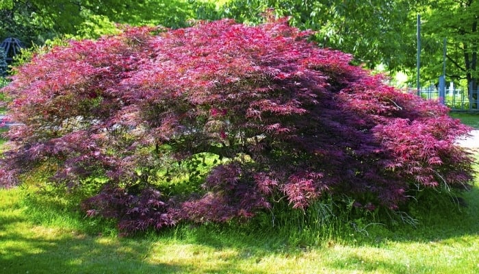 A lovely dwarf Japanese maple tree in a garden.