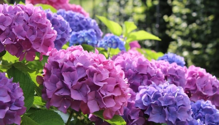 Blue and purple dwarf hydrangea plants in full bloom.