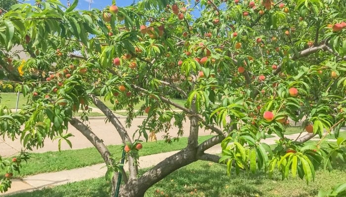 A dwarf peach tree loaded with ripening peaches near a sidewalk.