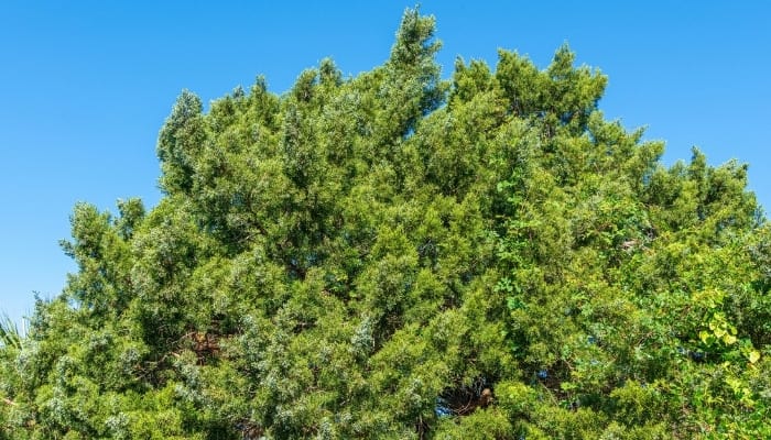 The top portion of an Eastern red cedar tree.