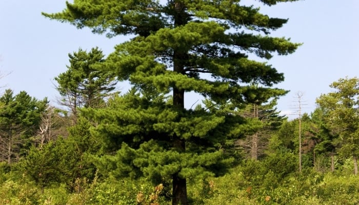 The lower portion of a mature Eastern white pine tree.