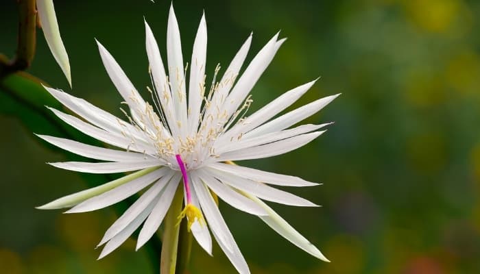 A gorgeous white flower of the Hooker's orchid cactus.