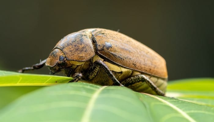 An up-close look at a European chafer beetle on a leaf.