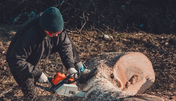 A person using a chainsaw to cut up an ash tree for firewood.