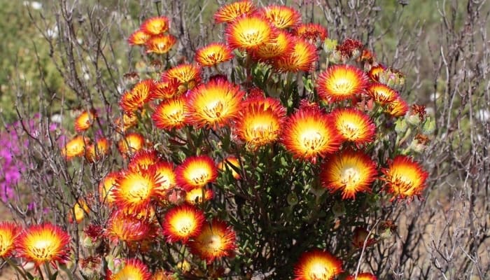 Fiery-looking flowers of the dew flower plant.