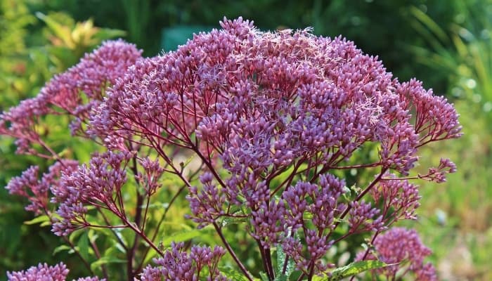 Pretty purple flowers of Joe-pye weed.