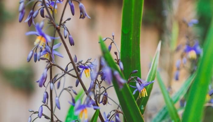 Tiny flowers of the Dianella plant.