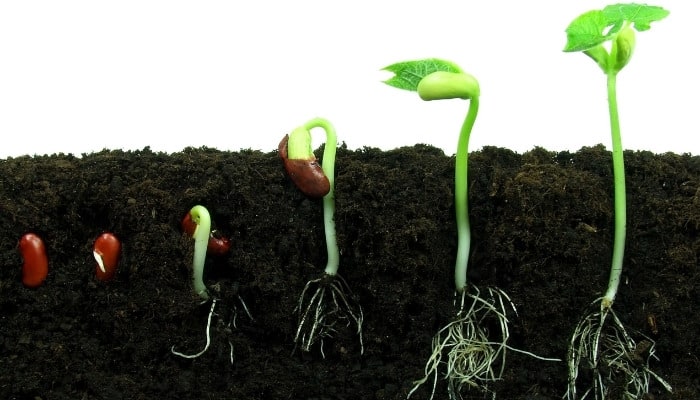Sequential stages of bean germination both above and underground.