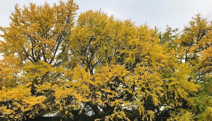 Several large Ginkgo biloba trees in fall.