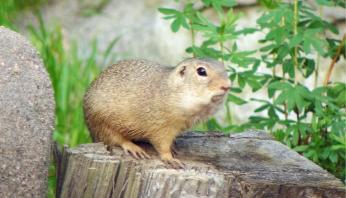 A gopher inspecting his surroundings while perched on a tree stump.