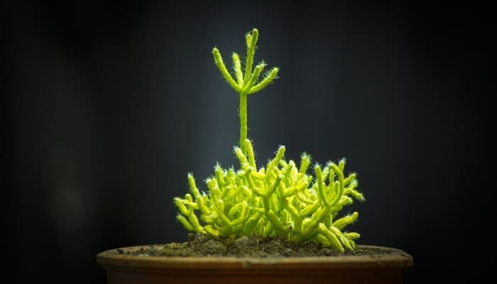A Hairy Stemmed Rhipsalis in a clay pot against a black background.