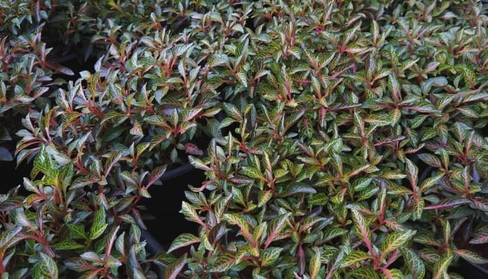 A hardy impatiens plant thriving in a garden.