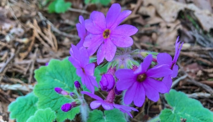 A purple hardy primrose blooming.