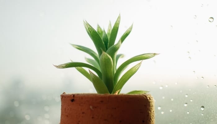 A small Haworthia plant against a rain-soaked window.