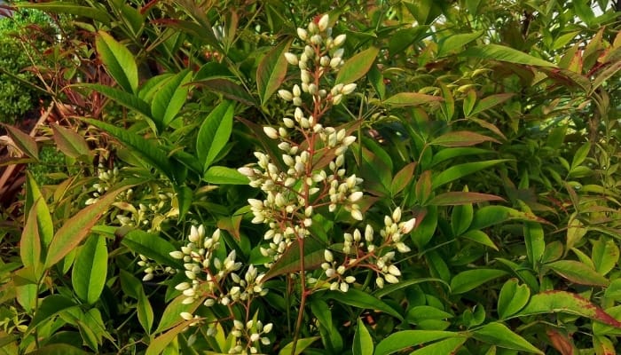 White flowers on a heavenly bamboo plant.