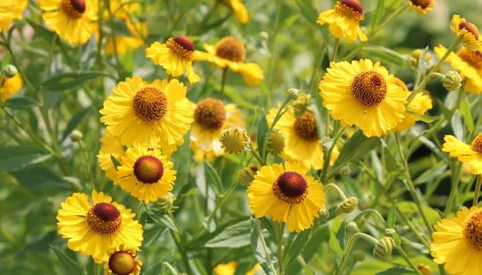 Cheerful yellow flowers of Helenium autumnale.